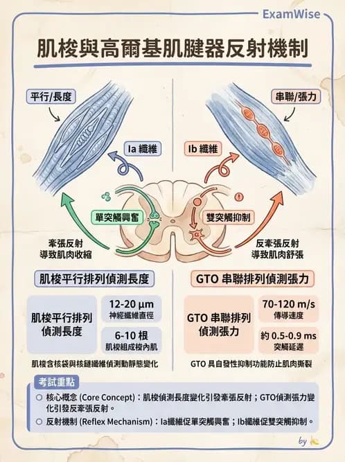 物治 - 動作控制理論 - AI 圖文解析預覽
