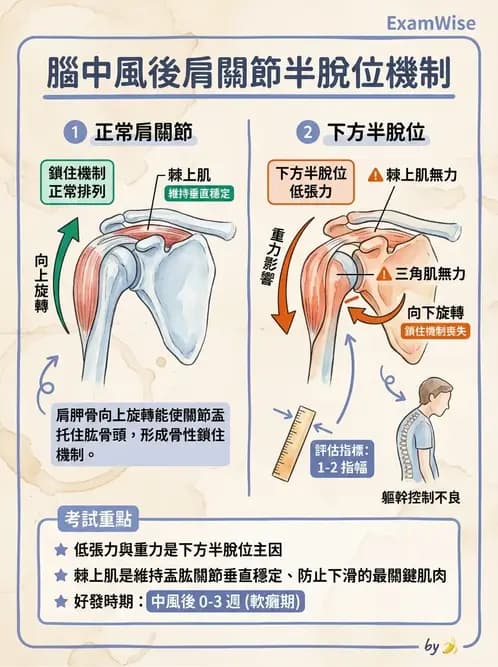 物治 - 腦中風上肢肩部與體適能 - AI 圖文解析預覽