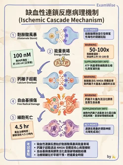 物治 - 腦中風病理與血管解剖 - AI 圖文解析預覽
