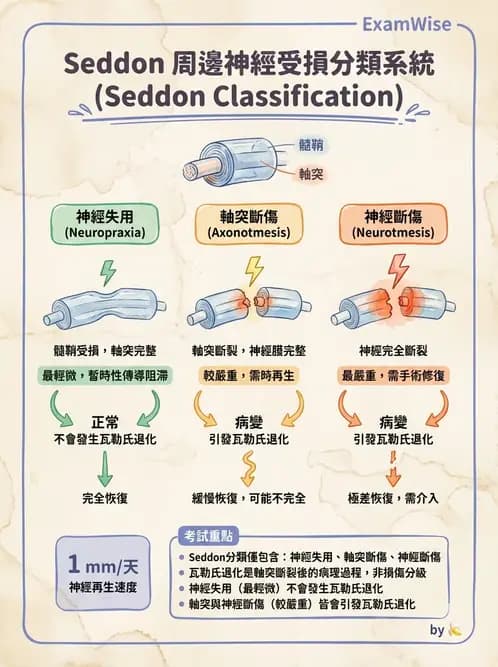 物治 - 周邊神經損傷與復健 - AI 圖文解析預覽