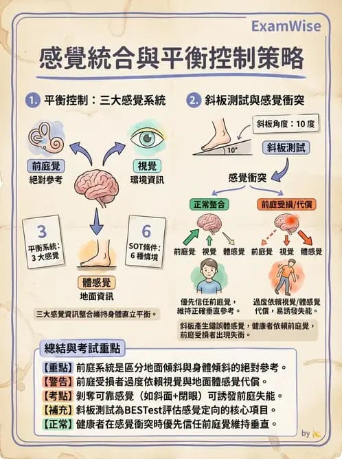 物治 - 前庭系統與前庭復健 - AI 圖文解析預覽