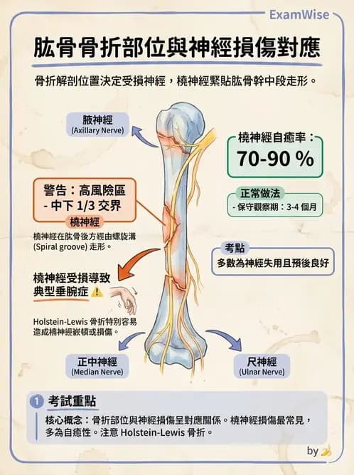 物治 - 肩胛生物力學與神經損傷 - AI 圖文解析預覽