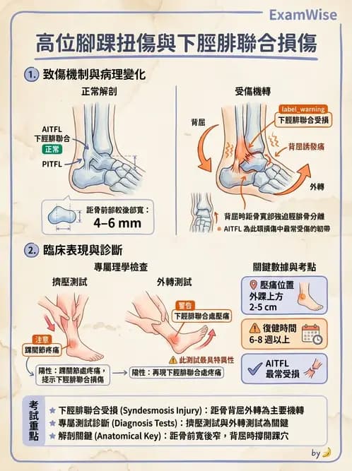 物治 - 踝關節損傷與復健 - AI 圖文解析預覽