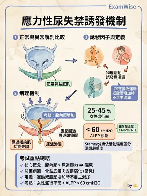 物治 - 女性健康 - AI 圖文解析預覽