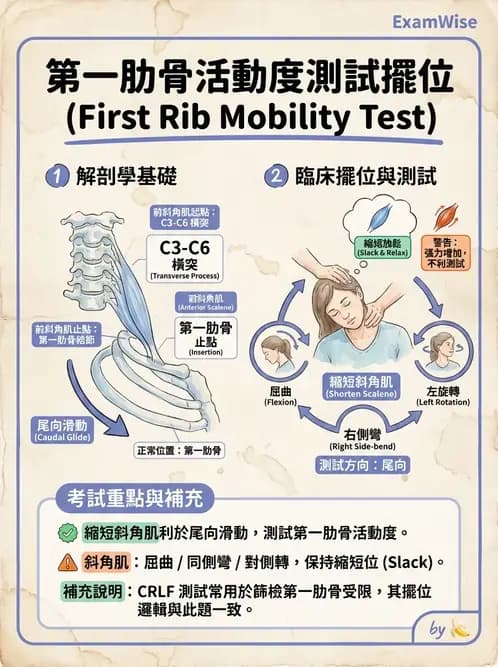 物治 - 胸椎與肋骨 - AI 圖文解析預覽