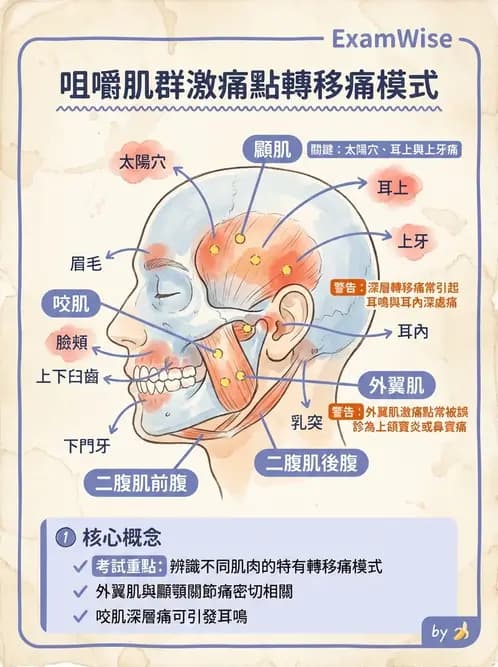 物治 - 顳頷關節 - AI 圖文解析預覽