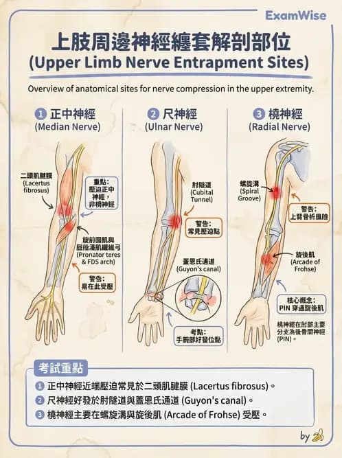 物治 - 肘及前臂關節 - AI 圖文解析預覽