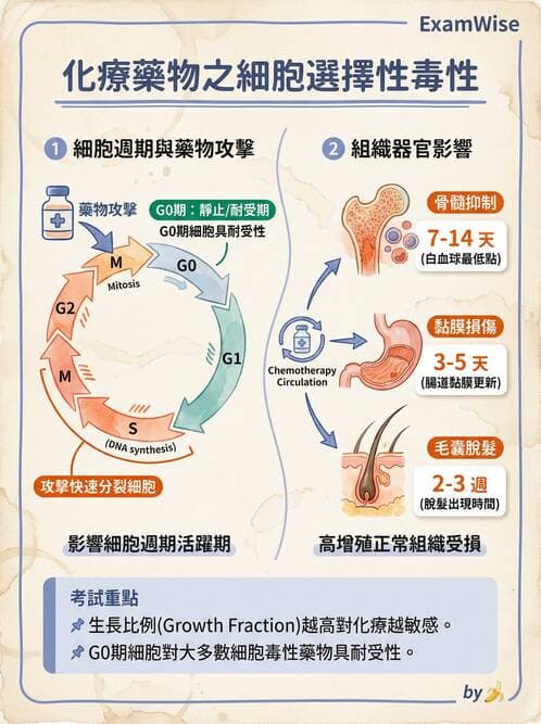 專師 - 腫瘤診斷與分期 - AI 圖文解析預覽