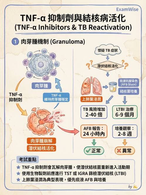 專師 - 結核病 - AI 圖文解析預覽