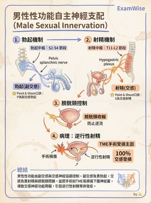 專師 - 大腸直腸癌與息肉 - AI 圖文解析預覽