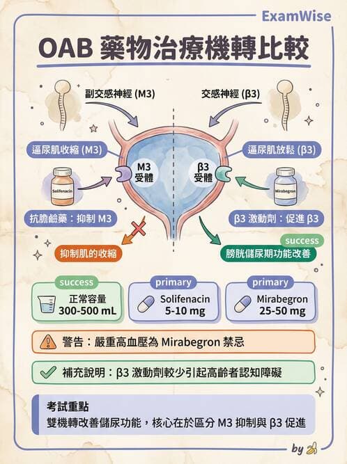 專師 - 尿失禁與排尿障礙 - AI 圖文解析預覽