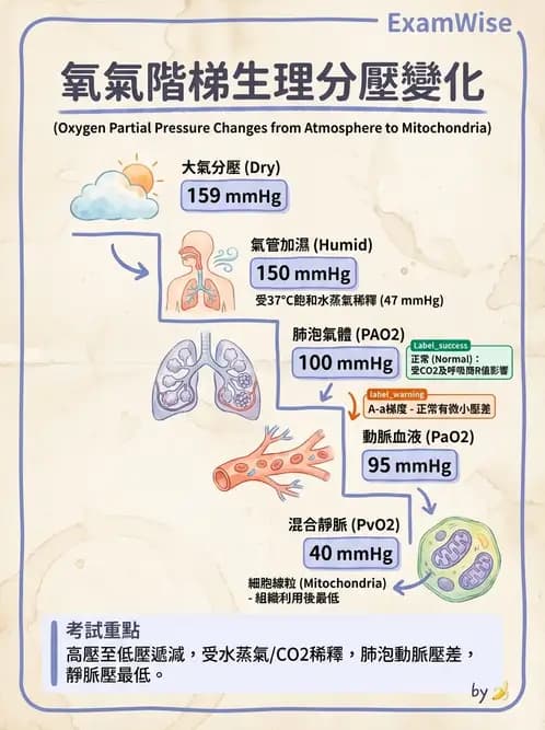 物治 - 呼吸解剖、生理與力學 - AI 圖文解析預覽