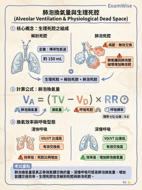 物治 - 呼吸解剖、生理與力學 - AI 圖文解析預覽