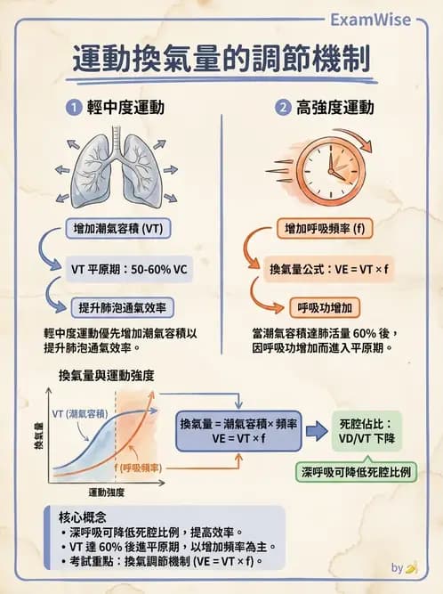 物治 - 呼吸解剖、生理與力學 - AI 圖文解析預覽
