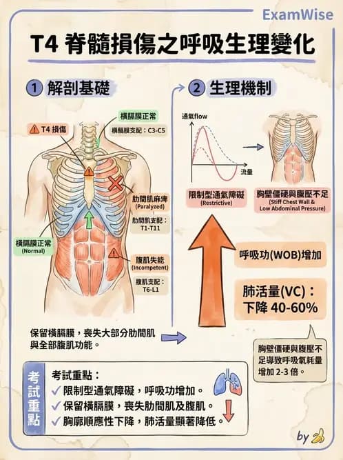 物治 - 呼吸解剖、生理與力學 - AI 圖文解析預覽