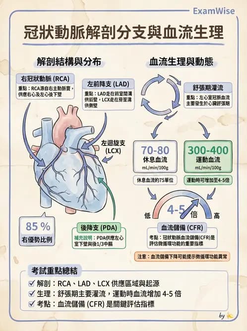 物治 - 循環解剖、生理與血流動力學 - AI 圖文解析預覽