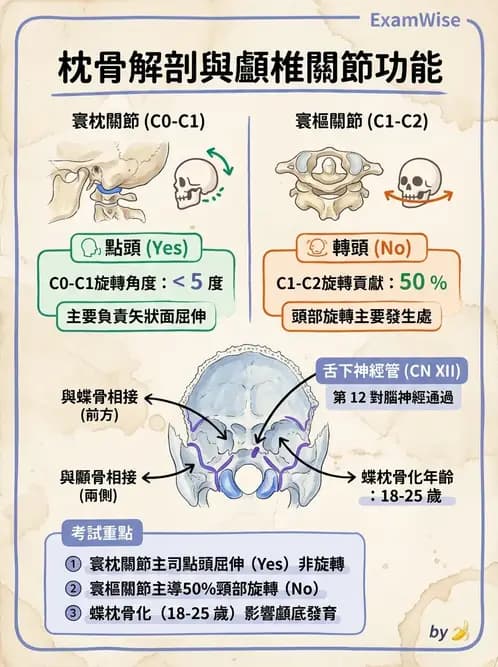 物治 - 骨骼與關節解剖 - AI 圖文解析預覽
