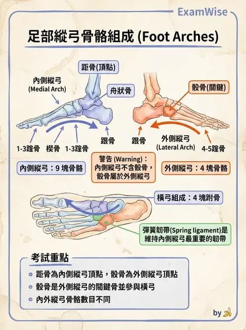 物治 - 骨骼與關節解剖 - AI 圖文解析預覽
