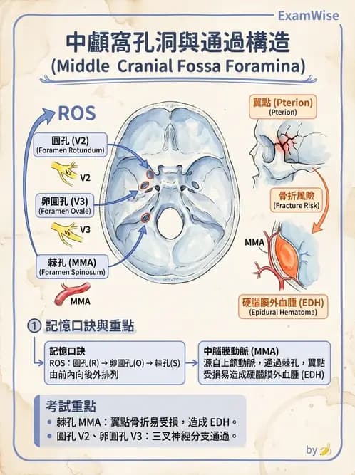 物治 - 心臟血管與血液解剖 - AI 圖文解析預覽