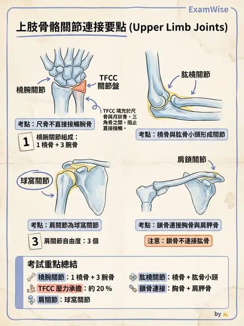 物治 - 骨骼與關節解剖 - AI 圖文解析預覽