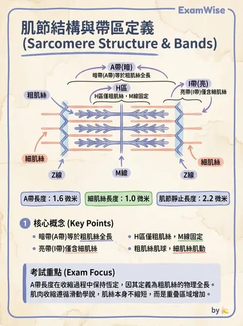 物治 - 肌肉收縮與纖維特性 - AI 圖文解析預覽