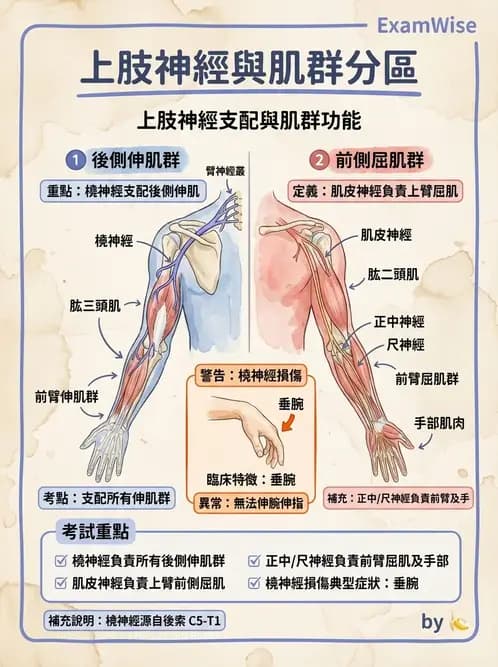 物治 - 周邊與自主神經解剖 - AI 圖文解析預覽