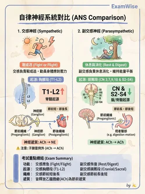 物治 - 周邊與自主神經解剖 - AI 圖文解析預覽