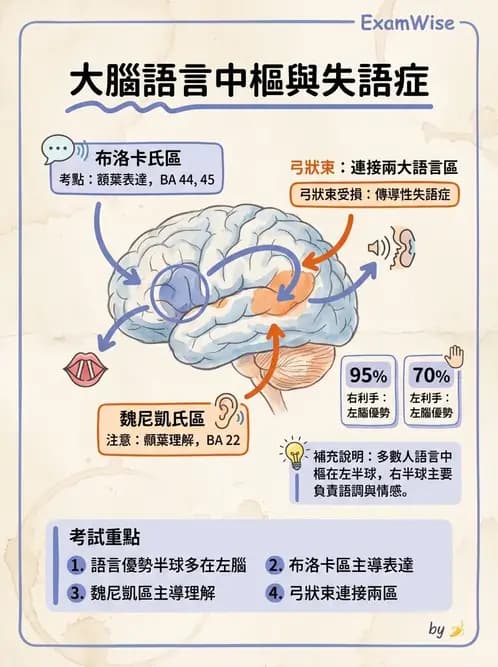 物治 - 中樞神經系統解剖 - AI 圖文解析預覽