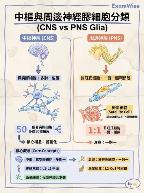 物治 - 周邊與自主神經解剖 - AI 圖文解析預覽