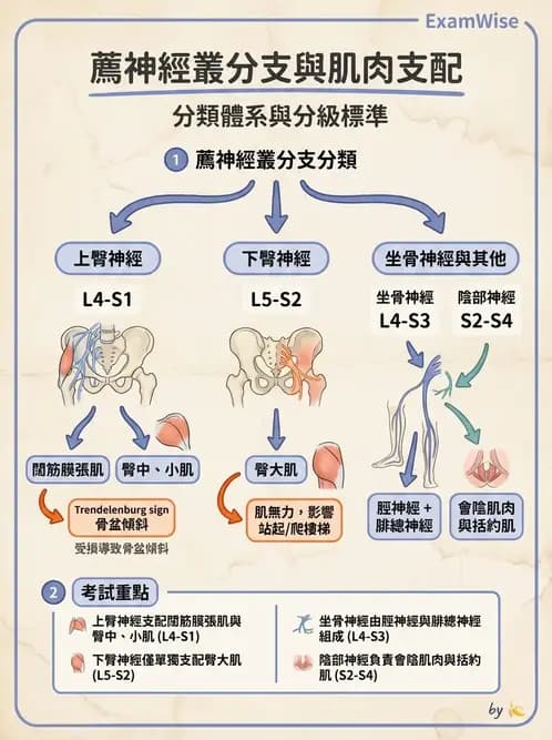 物治 - 腦神經與脊神經解剖 - AI 圖文解析預覽
