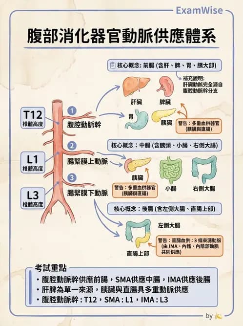 物治 - 消化泌尿生殖系統解剖 - AI 圖文解析預覽