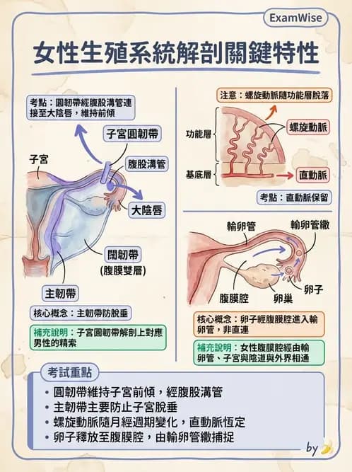 物治 - 消化泌尿生殖系統解剖 - AI 圖文解析預覽