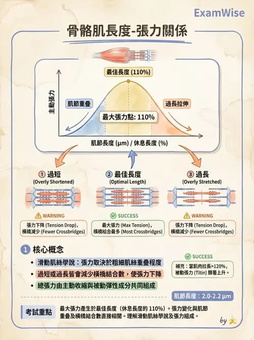 物治 - 肌肉收縮與纖維特性 - AI 圖文解析預覽