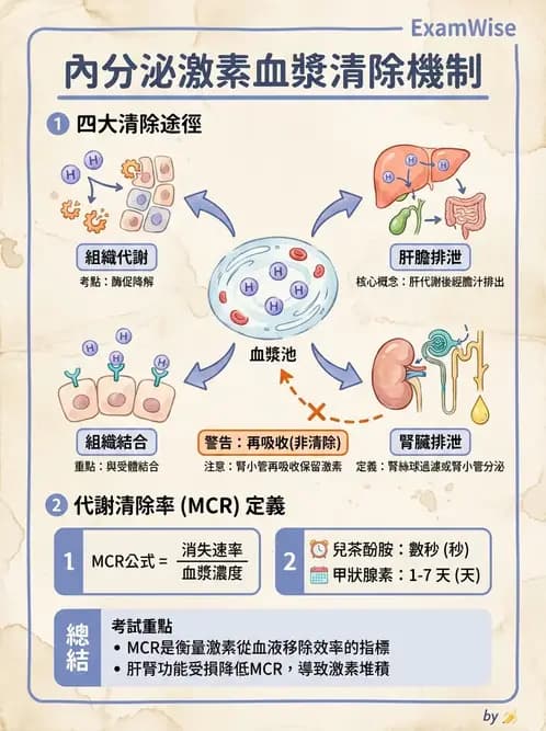物治 - 內分泌系統生理 - AI 圖文解析預覽
