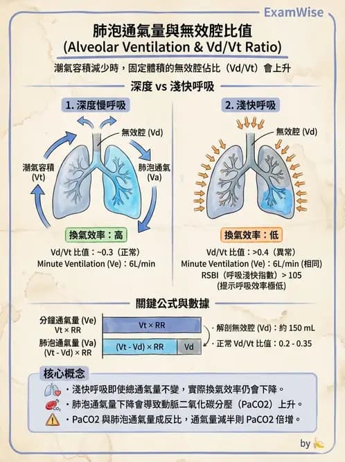 物治 - 呼吸生理 - AI 圖文解析預覽