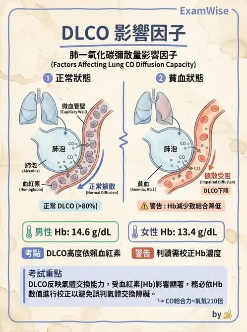 物治 - 呼吸生理 - AI 圖文解析預覽