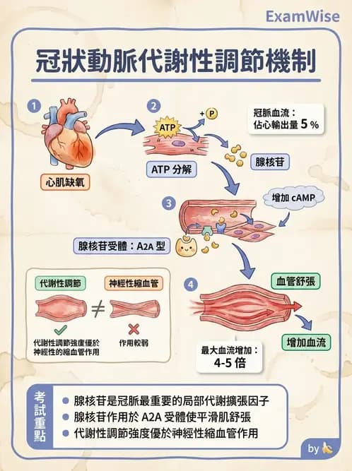 物治 - 心臟血管生理 - AI 圖文解析預覽