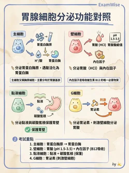 物治 - 消化泌尿系統生理 - AI 圖文解析預覽