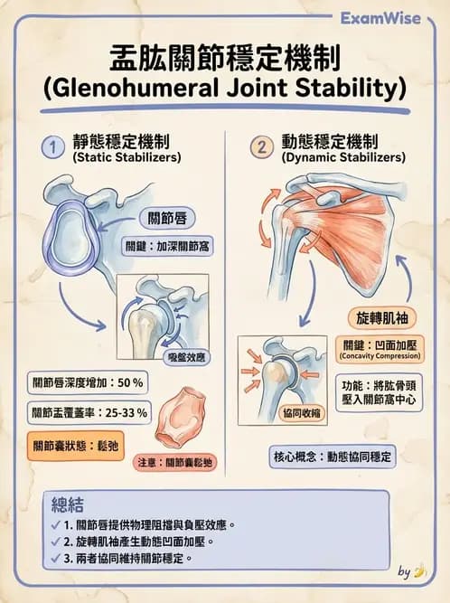 物治 - 肩關節複合體生物力學 - AI 圖文解析預覽