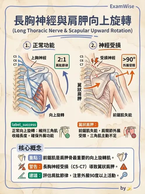 物治 - 肩關節複合體生物力學 - AI 圖文解析預覽