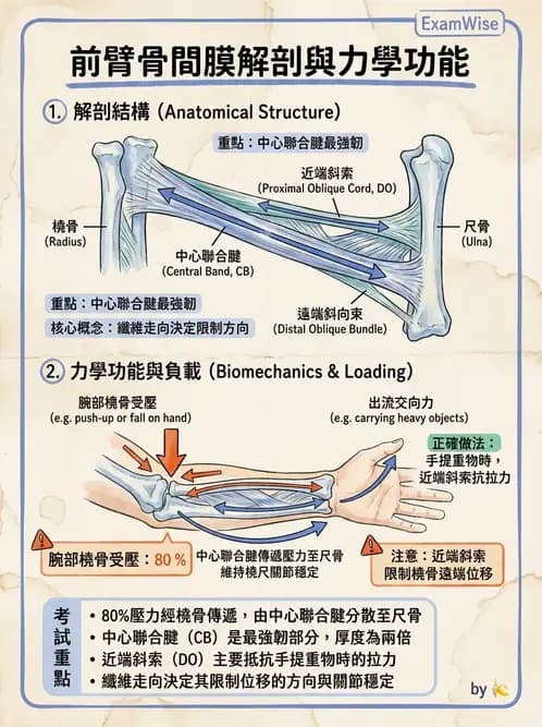 物治 - 肘關節與前臂生物力學 - AI 圖文解析預覽