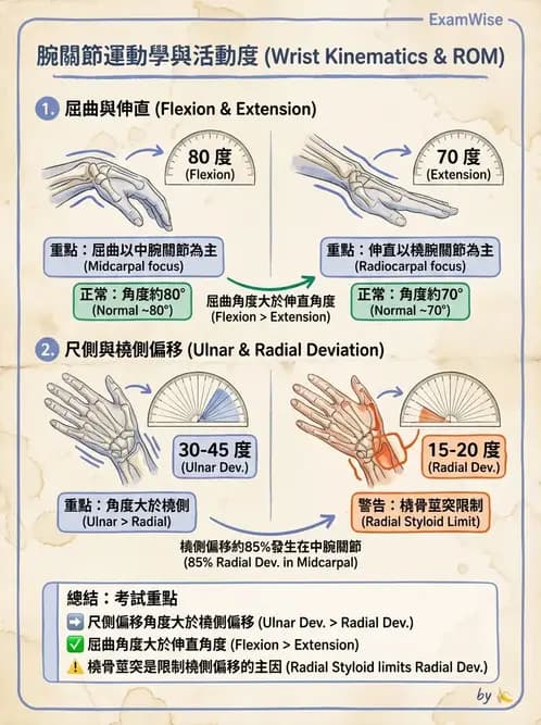 物治 - 腕關節生物力學 - AI 圖文解析預覽