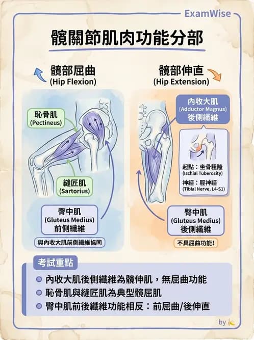物治 - 髖關節肌動學與生物力學 - AI 圖文解析預覽