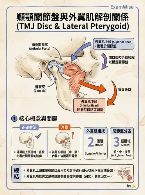 物治 - 顳顎關節肌動學與生物力學 - AI 圖文解析預覽