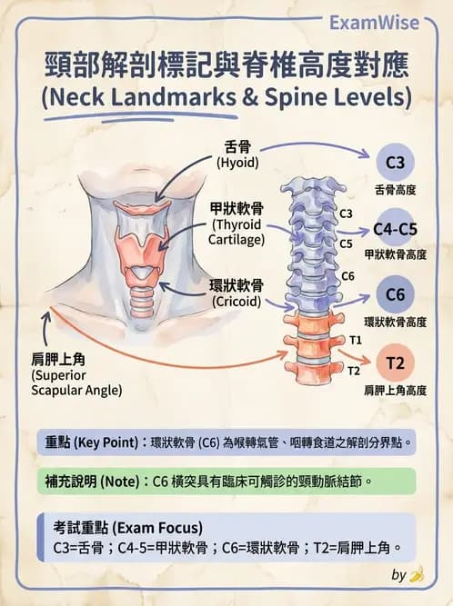 物治 - 頸椎肌動學與生物力學 - AI 圖文解析預覽