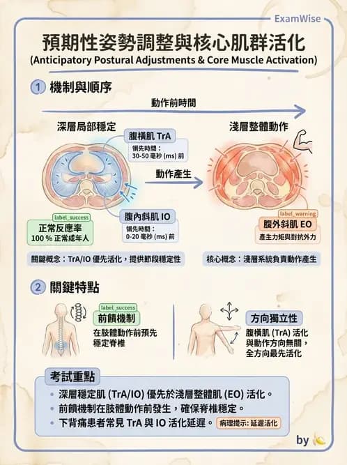 物治 - 軀幹肌動學與生物力學 - AI 圖文解析預覽