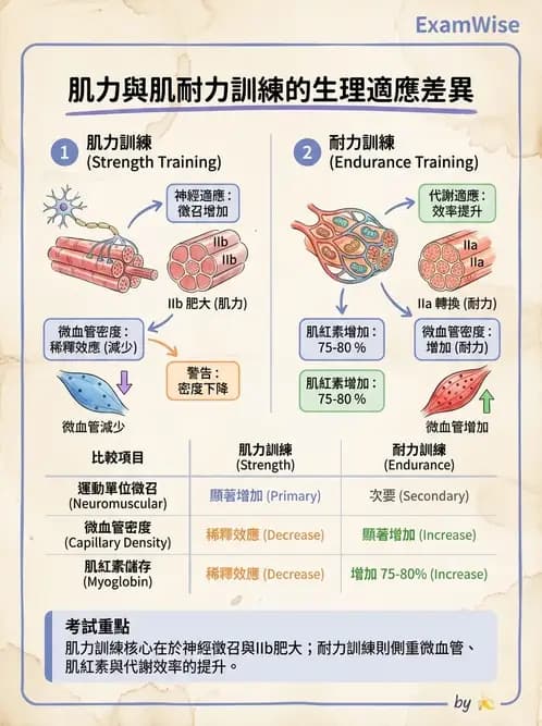 物治 - 肌耐力與神經肌肉適應 - AI 圖文解析預覽