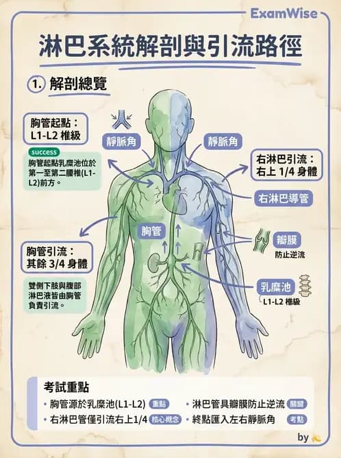 物治 - 淋巴水腫與徒手淋巴引流 - AI 圖文解析預覽