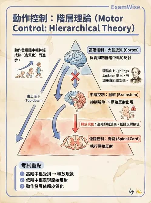 物治 - 動作控制理論 - AI 圖文解析預覽