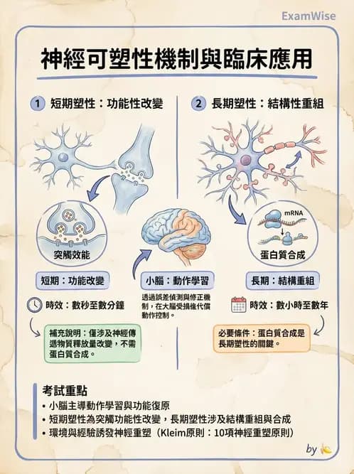 物治 - 神經可塑性 - AI 圖文解析預覽